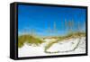 Sand Dune on the Beach, Siesta Key Beach, Siesta, Sarasota, Sarasota County, Florida, USA-null-Framed Stretched Canvas