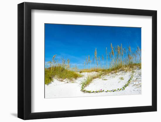 Sand Dune on the Beach, Siesta Key Beach, Siesta, Sarasota, Sarasota County, Florida, USA-null-Framed Photographic Print