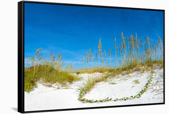 Sand Dune on the Beach, Siesta Key Beach, Siesta, Sarasota, Sarasota County, Florida, USA-null-Framed Stretched Canvas