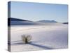 Sand Dune Patterns and Yucca Plants-Terry Eggers-Stretched Canvas