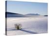 Sand Dune Patterns and Yucca Plants-Terry Eggers-Stretched Canvas