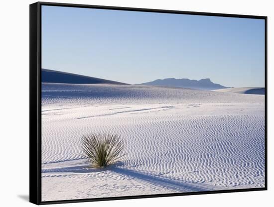 Sand Dune Patterns and Yucca Plants-Terry Eggers-Framed Stretched Canvas