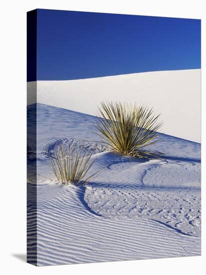 Sand Dune Patterns and Yucca Plants-Terry Eggers-Stretched Canvas