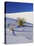 Sand Dune Patterns and Yucca Plants-Terry Eggers-Stretched Canvas
