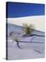 Sand Dune Patterns and Yucca Plants-Terry Eggers-Stretched Canvas