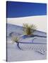 Sand Dune Patterns and Yucca Plants-Terry Eggers-Stretched Canvas