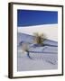 Sand Dune Patterns and Yucca Plants-Terry Eggers-Framed Premium Photographic Print