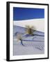 Sand Dune Patterns and Yucca Plants-Terry Eggers-Framed Premium Photographic Print