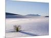 Sand Dune Patterns and Yucca Plants-Terry Eggers-Mounted Photographic Print