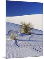 Sand Dune Patterns and Yucca Plants-Terry Eggers-Mounted Photographic Print