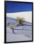 Sand Dune Patterns and Yucca Plants-Terry Eggers-Framed Photographic Print