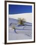 Sand Dune Patterns and Yucca Plants-Terry Eggers-Framed Photographic Print