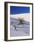 Sand Dune Patterns and Yucca Plants-Terry Eggers-Framed Photographic Print