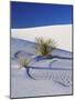 Sand Dune Patterns and Yucca Plants-Terry Eggers-Mounted Photographic Print