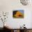 Sand Dune, Sossusvlei Dune Field, Namib-Naukluft Park, Namib Desert, Namibia, Africa-Steve & Ann Toon-Photographic Print displayed on a wall