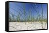 Sand Dunes, Dune Vegetation, Portuguese Atlantic Coast, Praia D'El Rey, Province Obidos, Portugal-Axel Schmies-Framed Stretched Canvas