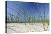 Sand Dunes, Dune Vegetation, Portuguese Atlantic Coast, Praia D'El Rey, Province Obidos, Portugal-Axel Schmies-Stretched Canvas