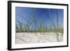 Sand Dunes, Dune Vegetation, Portuguese Atlantic Coast, Praia D'El Rey, Province Obidos, Portugal-Axel Schmies-Framed Photographic Print