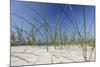 Sand Dunes, Dune Vegetation, Portuguese Atlantic Coast, Praia D'El Rey, Province Obidos, Portugal-Axel Schmies-Mounted Photographic Print