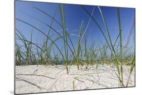 Sand Dunes, Dune Vegetation, Portuguese Atlantic Coast, Praia D'El Rey, Province Obidos, Portugal-Axel Schmies-Mounted Photographic Print