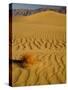 Sand Dunes in Morning Light, Mesquite Flats, Death Valley National Park, California, USA-Darrell Gulin-Stretched Canvas