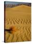 Sand Dunes in Morning Light, Mesquite Flats, Death Valley National Park, California, USA-Darrell Gulin-Stretched Canvas