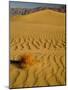 Sand Dunes in Morning Light, Mesquite Flats, Death Valley National Park, California, USA-Darrell Gulin-Mounted Photographic Print