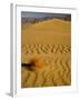 Sand Dunes in Morning Light, Mesquite Flats, Death Valley National Park, California, USA-Darrell Gulin-Framed Photographic Print