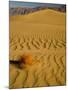 Sand Dunes in Morning Light, Mesquite Flats, Death Valley National Park, California, USA-Darrell Gulin-Mounted Photographic Print