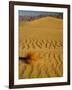 Sand Dunes in Morning Light, Mesquite Flats, Death Valley National Park, California, USA-Darrell Gulin-Framed Photographic Print