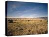 Sand Dunes of Great Sand Dunes National Park and Preserve in the Sangre De Cristo Mountains, CO-Bernard Friel-Stretched Canvas