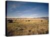 Sand Dunes of Great Sand Dunes National Park and Preserve in the Sangre De Cristo Mountains, CO-Bernard Friel-Stretched Canvas