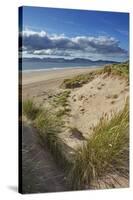 Sand dunes on Rossbeigh beach, Ring of Kerry, County Kerry, Munster, Republic of Ireland, Europe-Nigel Hicks-Stretched Canvas