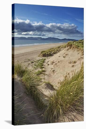 Sand dunes on Rossbeigh beach, Ring of Kerry, County Kerry, Munster, Republic of Ireland, Europe-Nigel Hicks-Stretched Canvas