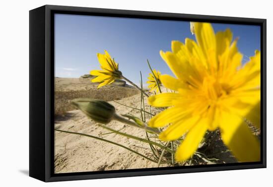 Sand Dunes with Flowering Plant, Agilos Kopa, Nagliai Nature Reserve, Curonian Spit, Lithuania-Hamblin-Framed Stretched Canvas