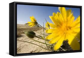 Sand Dunes with Flowering Plant, Agilos Kopa, Nagliai Nature Reserve, Curonian Spit, Lithuania-Hamblin-Framed Stretched Canvas