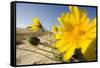 Sand Dunes with Flowering Plant, Agilos Kopa, Nagliai Nature Reserve, Curonian Spit, Lithuania-Hamblin-Framed Stretched Canvas