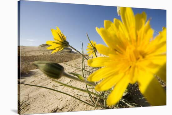 Sand Dunes with Flowering Plant, Agilos Kopa, Nagliai Nature Reserve, Curonian Spit, Lithuania-Hamblin-Stretched Canvas