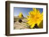 Sand Dunes with Flowering Plant, Agilos Kopa, Nagliai Nature Reserve, Curonian Spit, Lithuania-Hamblin-Framed Premium Photographic Print