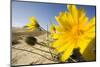 Sand Dunes with Flowering Plant, Agilos Kopa, Nagliai Nature Reserve, Curonian Spit, Lithuania-Hamblin-Mounted Premium Photographic Print