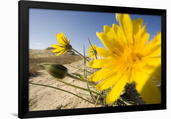 Sand Dunes with Flowering Plant, Agilos Kopa, Nagliai Nature Reserve, Curonian Spit, Lithuania-Hamblin-Framed Photographic Print