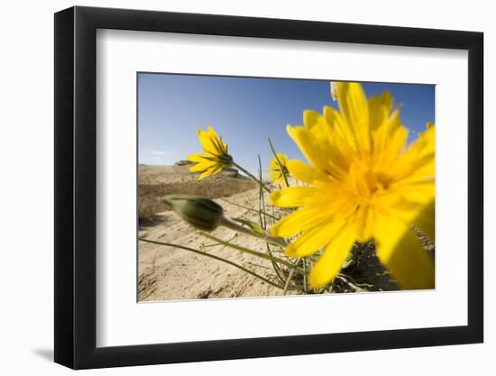 Sand Dunes with Flowering Plant, Agilos Kopa, Nagliai Nature Reserve, Curonian Spit, Lithuania-Hamblin-Framed Photographic Print