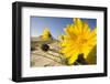 Sand Dunes with Flowering Plant, Agilos Kopa, Nagliai Nature Reserve, Curonian Spit, Lithuania-Hamblin-Framed Photographic Print