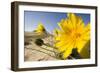 Sand Dunes with Flowering Plant, Agilos Kopa, Nagliai Nature Reserve, Curonian Spit, Lithuania-Hamblin-Framed Photographic Print