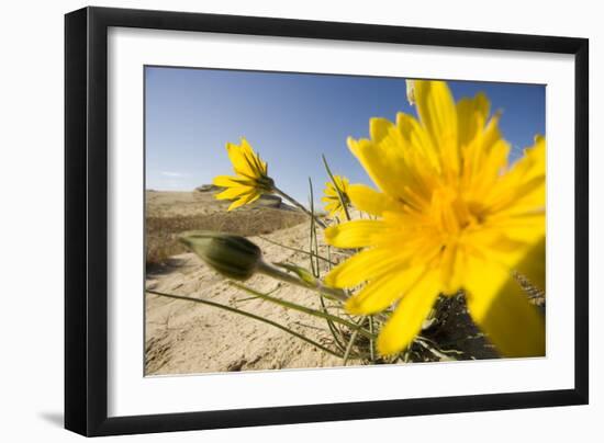 Sand Dunes with Flowering Plant, Agilos Kopa, Nagliai Nature Reserve, Curonian Spit, Lithuania-Hamblin-Framed Photographic Print