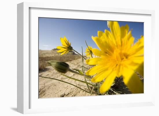 Sand Dunes with Flowering Plant, Agilos Kopa, Nagliai Nature Reserve, Curonian Spit, Lithuania-Hamblin-Framed Photographic Print