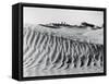 Sand Dunes with Oasis-null-Framed Stretched Canvas