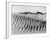 Sand Dunes with Oasis-null-Framed Photographic Print