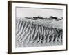 Sand Dunes with Oasis-null-Framed Photographic Print