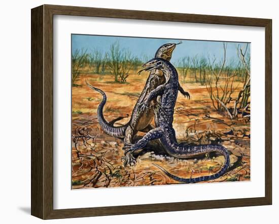 Sand Goanna or Gould's Monitor (Varanus Gouldii), Varanidae-null-Framed Giclee Print